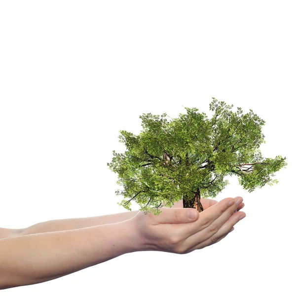 Handen die een boom vasthouden — Stockfoto