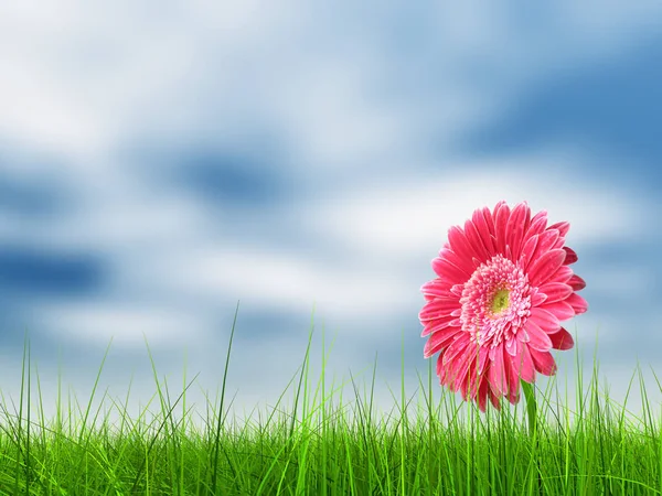 Field and a flower over a blue sky background — Stock Photo, Image