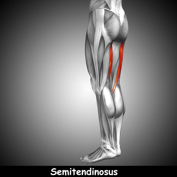  верхняя легатомия человека
