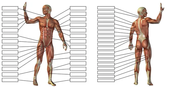 人的解剖结构及肌肉的文本框 — 图库照片