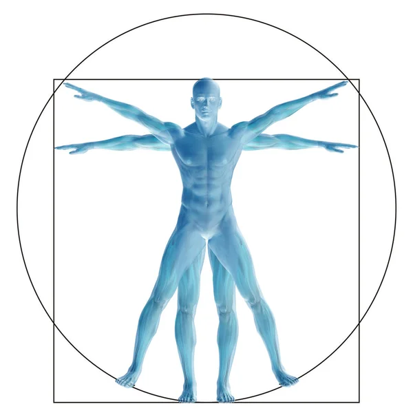 Proportion anatomy body — Stock Photo, Image