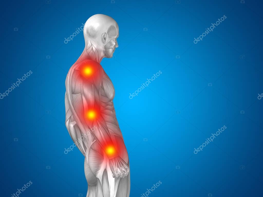 Anatomie du haut du corps — Photographie design36 © 129351298