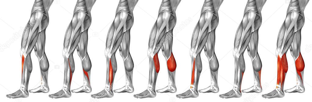  lower legs anatomy 