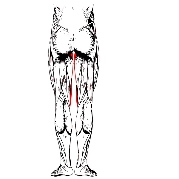 Anatomie člověka horních končetin — Stock fotografie