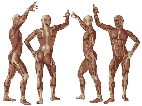 Conceptuele menselijke anatomie — Stockfoto