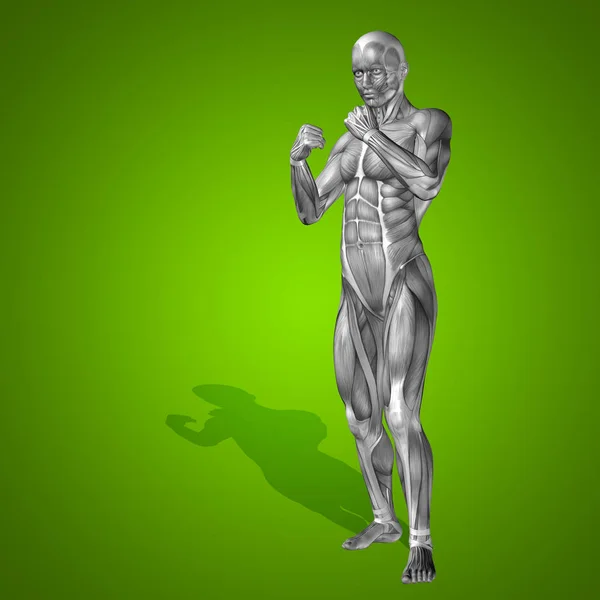 Corps d'anatomie avec muscles — Photo