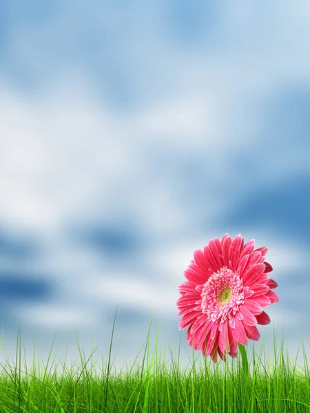 Champ et une fleur sur un fond bleu ciel — Photo