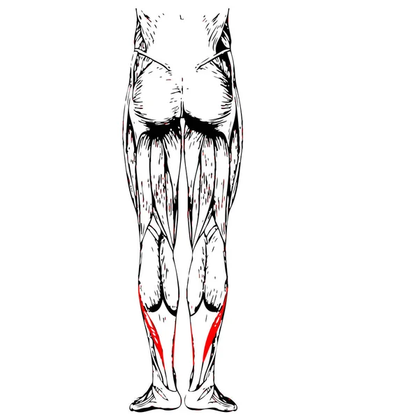 Anatomie des menschlichen Unterschenkels — Stockfoto