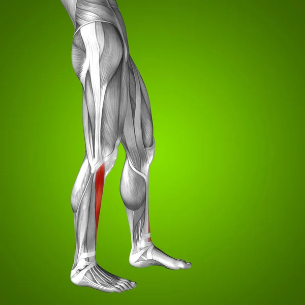 Human lower legs anatomy — Stock Photo, Image
