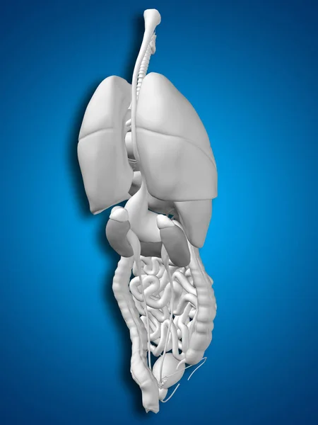 Órgãos abdominais ou torácicos — Fotografia de Stock