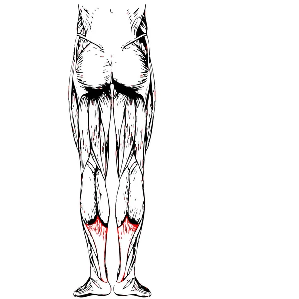 Ανθρώπινη κάτω πόδι ανατομία — Φωτογραφία Αρχείου