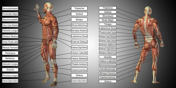 Ανθρώπινη ανατομία με τους μυς και το κείμενο — Φωτογραφία Αρχείου