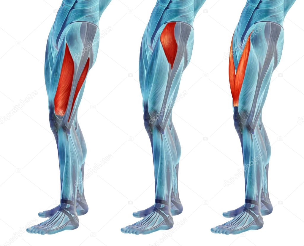  human upper legs anatomy