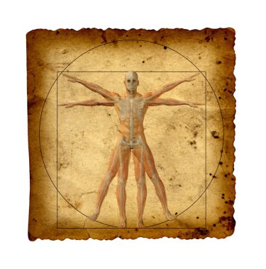 Vitruvius insan vücudu çizim 