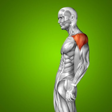 insan vücudu anatomisi gösteren resim