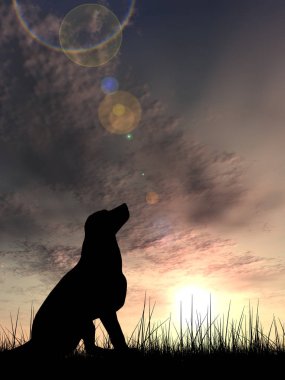 köpek siluet çayır üzerinde