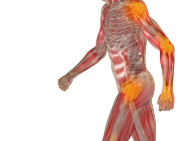 insan vücudu anatomisi gösteren resim