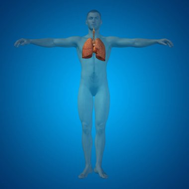 insan 3d sindirim sistemi