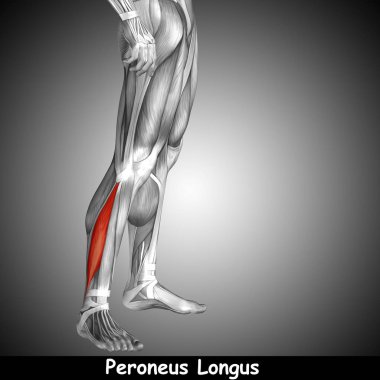 insan alt bacak anatomisi