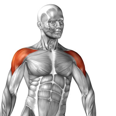 İnsan omuz kasları