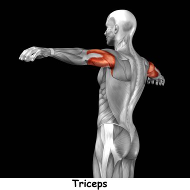 insan triceps anatomisi