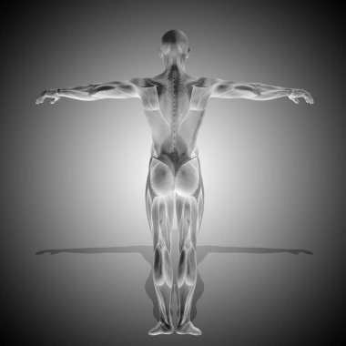 Sırt kasları ile insan