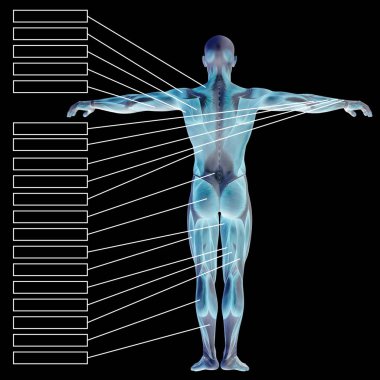 Kaslar ile insan anatomisi