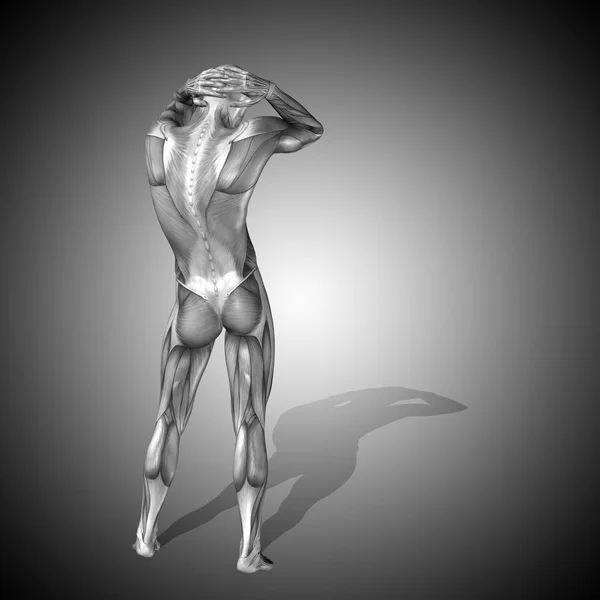 解剖身体肌肉的雄厚的人力 — 图库照片