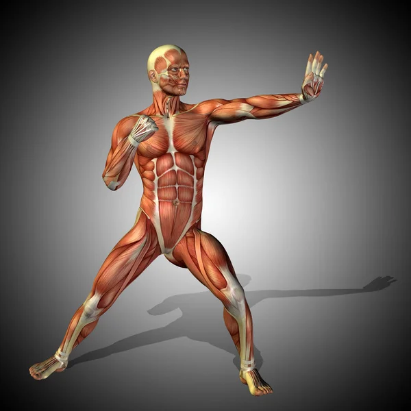 Cuerpo de anatomía con músculos de humanos fuertes — Foto de Stock