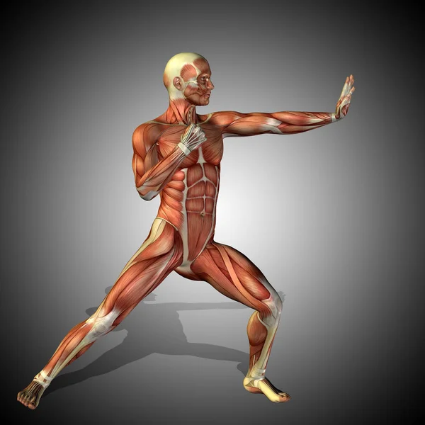 anatomy body with muscles of strong human