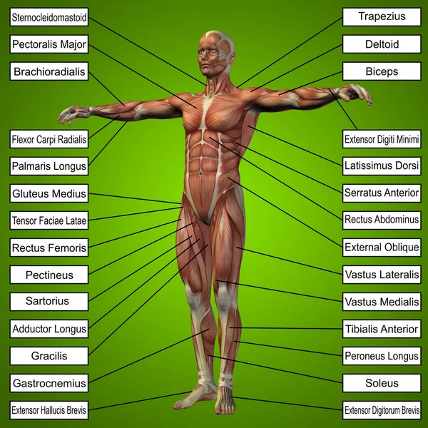 Anatomía humana con músculos — Foto de Stock