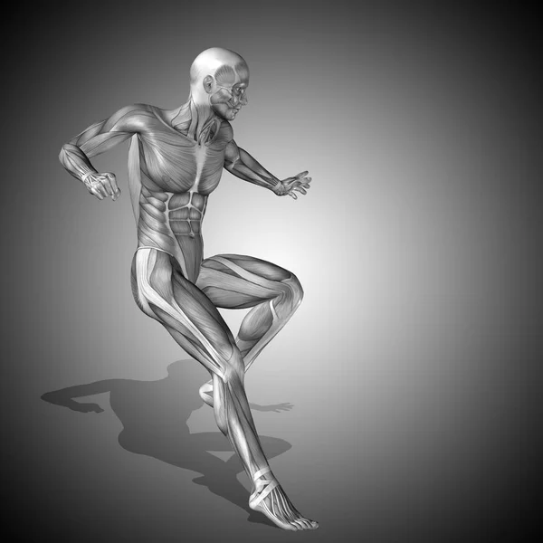 Анатомічне тіло з м'язами сильної людини — стокове фото