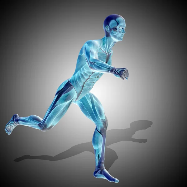 강한 인간 신체의 근육 — 스톡 사진