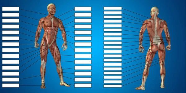 Анатомия человека с текстовым блоком — стоковое фото