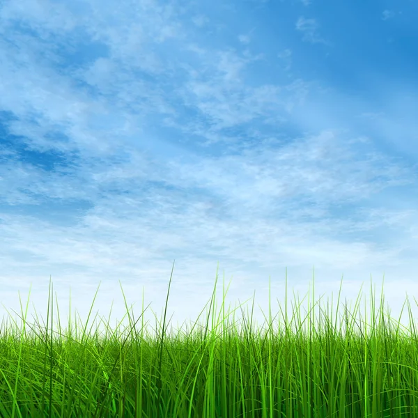 Grama verde com céu azul — Fotografia de Stock