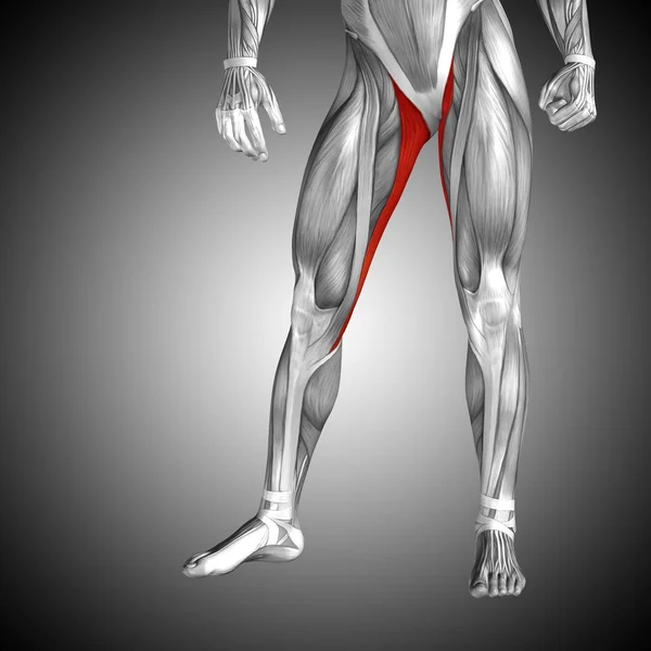 Insan üst bacak anatomisi — Stok fotoğraf
