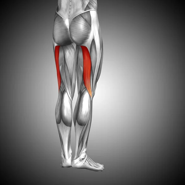 human upper leg anatomy