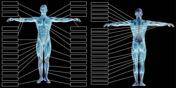 Menselijke anatomie met textbox — Stockfoto