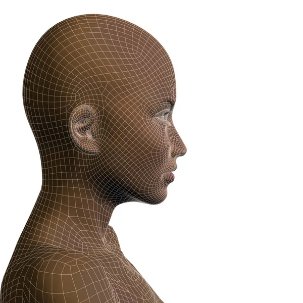Female wireframe head — Stock Photo, Image