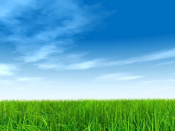 Зелена трава з блакитним небом — стокове фото