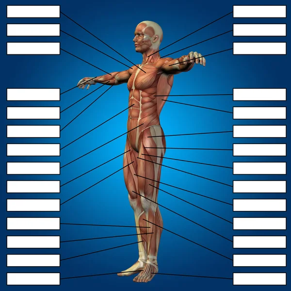 Lidské anatomie se svaly — Stock fotografie