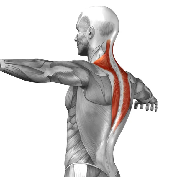 Struktura zádové svalstvo člověka — Stock fotografie