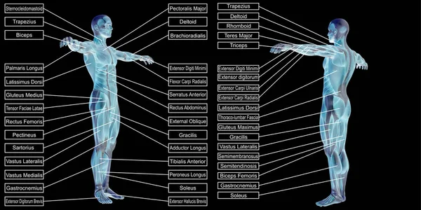 Anatomía humana con caja de texto — Foto de Stock