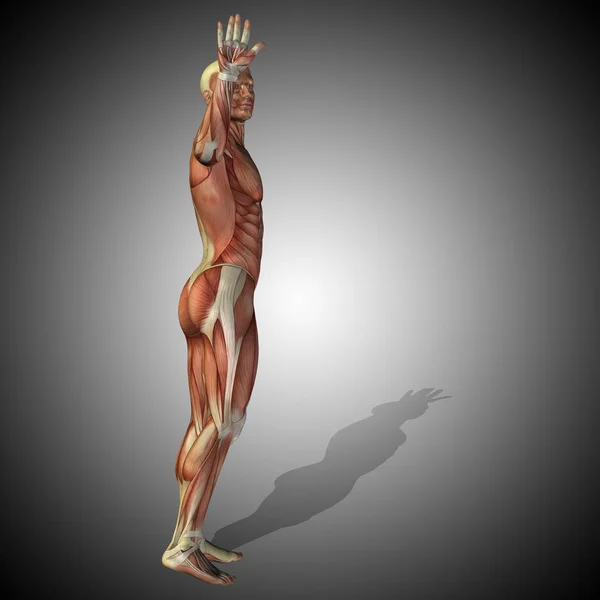 body with muscles of strong human