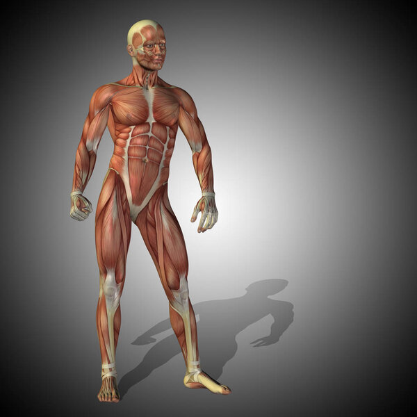 анатомическое тело с мускулами сильного человека
