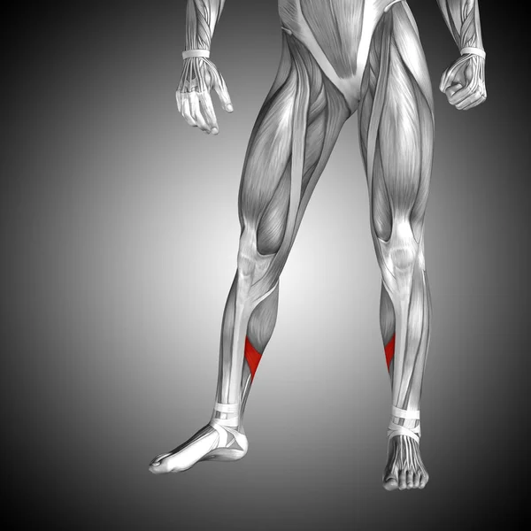 Anatomia da perna inferior humana — Fotografia de Stock