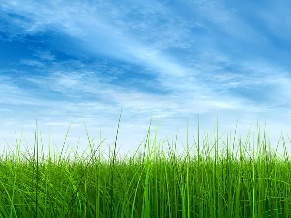 Grama verde com céu azul — Fotografia de Stock