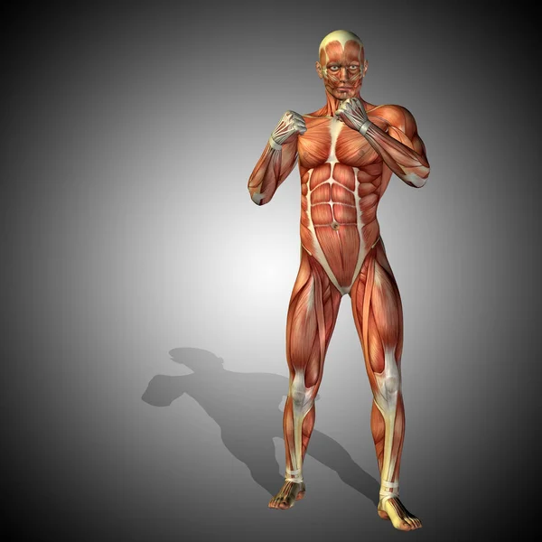 anatomy body with muscles of strong human