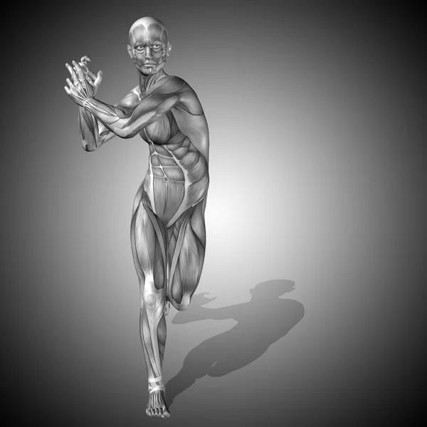 Cuerpo con músculos de humanos fuertes —  Fotos de Stock