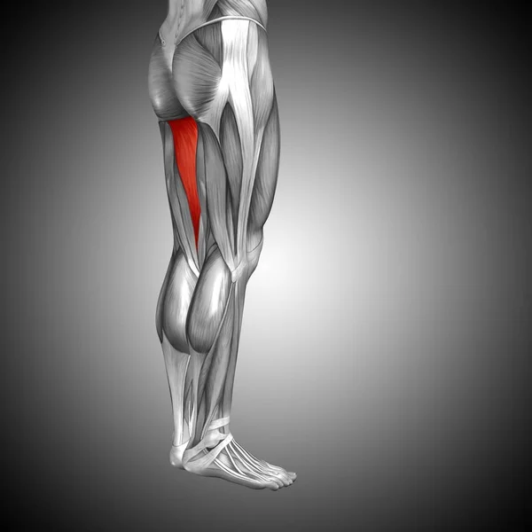 Human upper leg anatomy — Stock Photo, Image